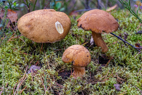 Xerocomus edible mushroom in the forest.