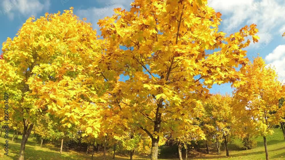 Beautiful autumn maple with yellow leaves. Beautiful autumn maple with yellow leaves.