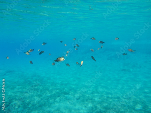 Underwater life kalogries, damselfish or Mediterranean Chromis in Kolona double bay Kythnos island Cyclades Greece, Aegean sea.