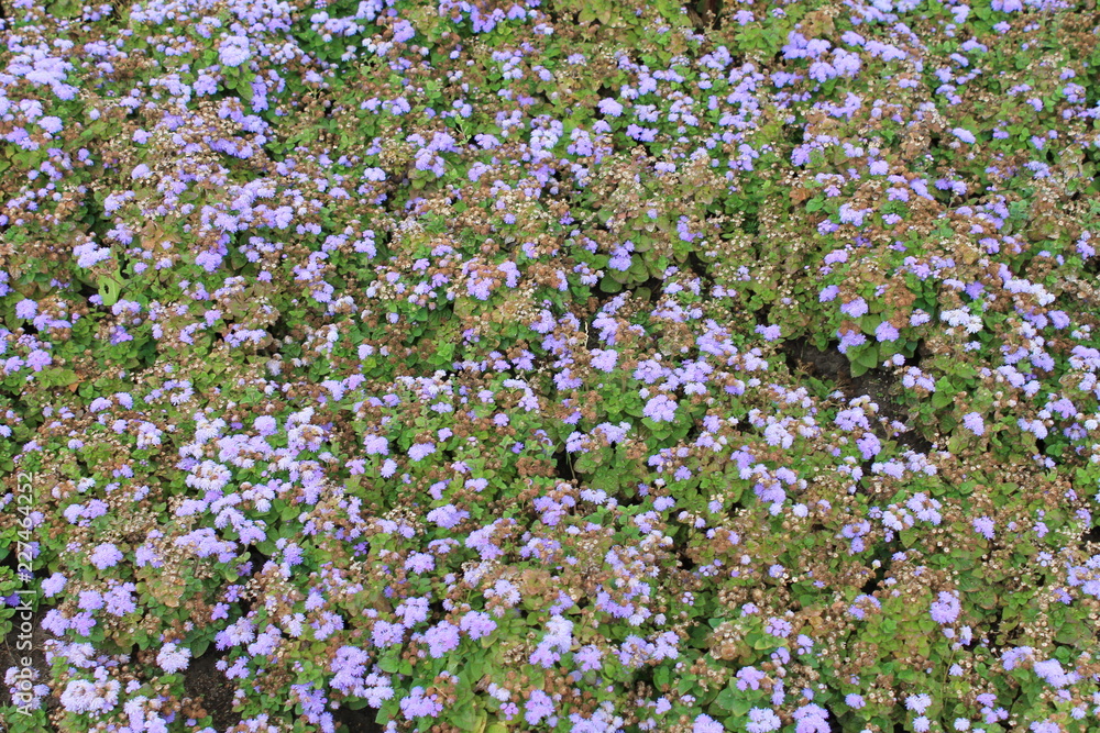 texture with pale blue violets.