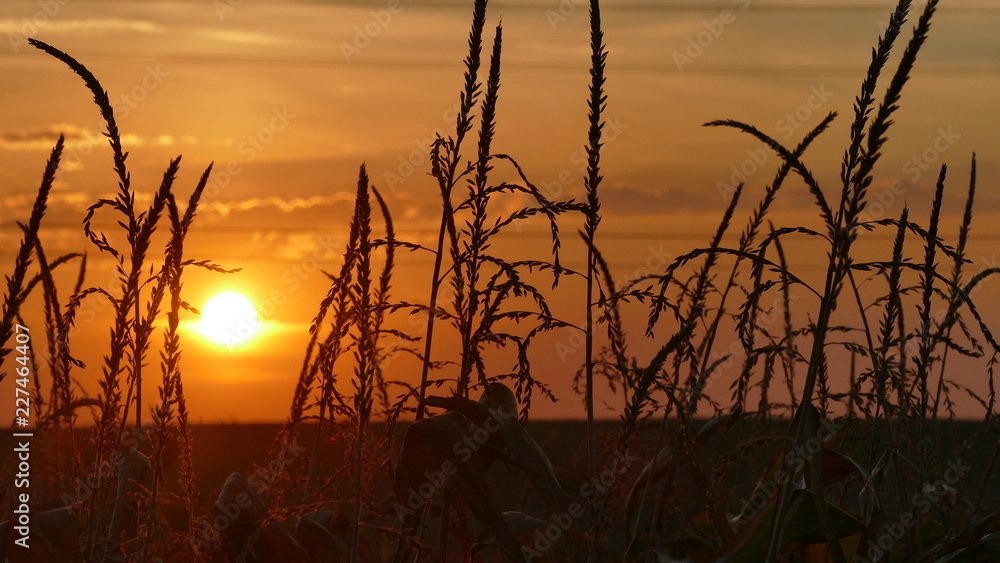 Zachód słońca nad polami regionu Śląsk w Polsce. Pora to początek jesieni. - obrazy, fototapety, plakaty 