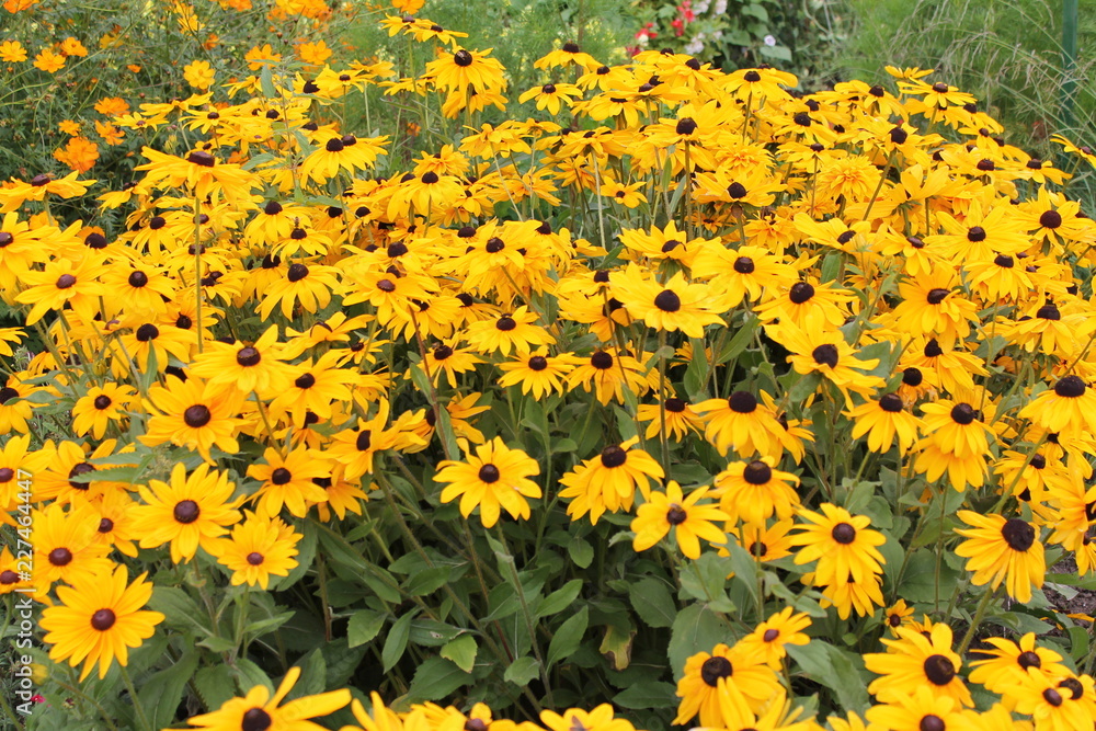 Obraz premium Chrysanthemums. Bright orange Flowers. Autumn garden flowers