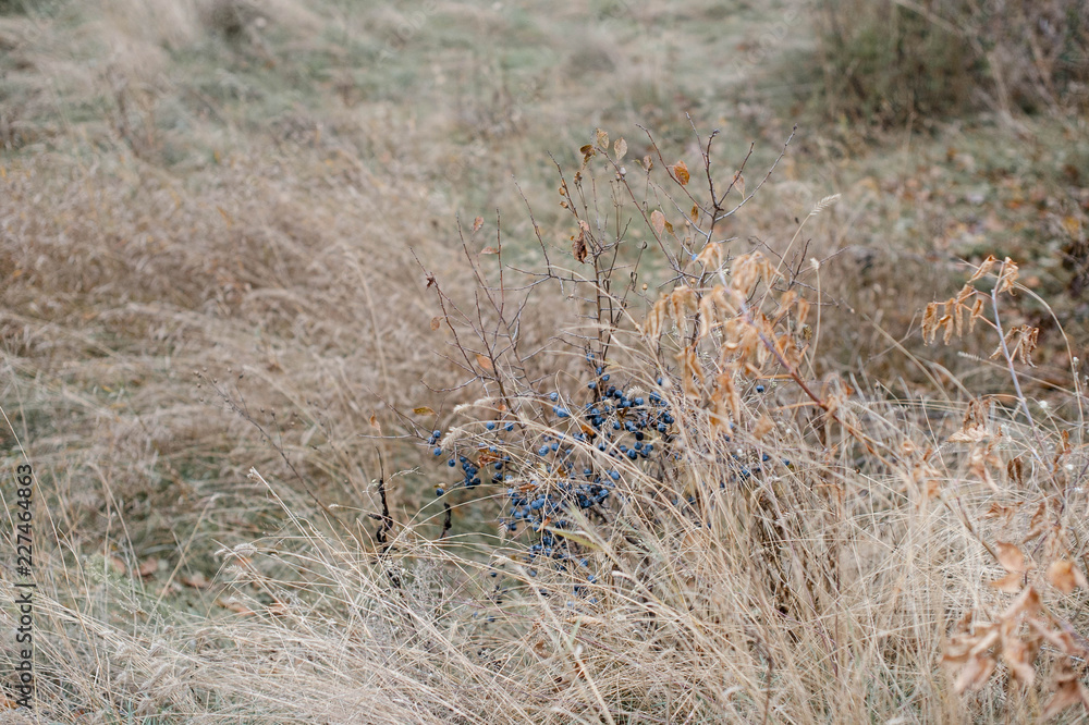 Obraz premium Терн в траве