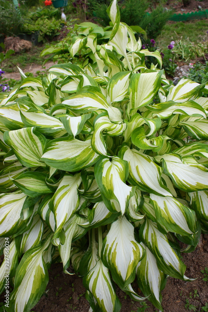 Obraz premium beautiful leaves of garden flowers in the garden