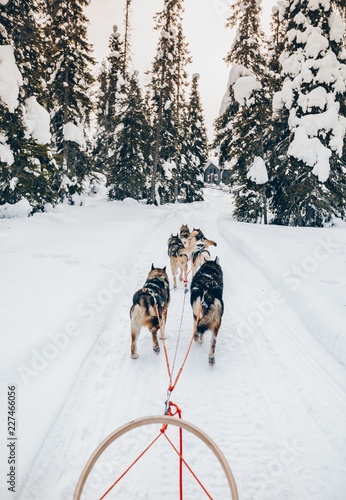 Riding husky dogs sledge in snow winter forest in Finland, Lapland photo