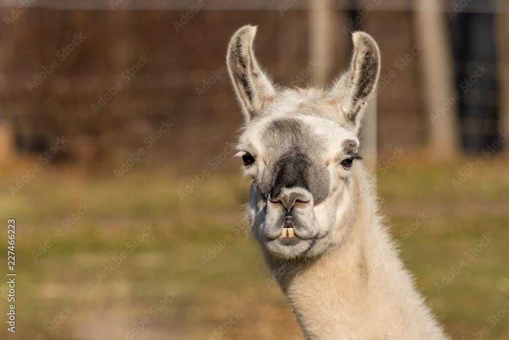 Obraz premium lama looks into the camera - Lama glama 