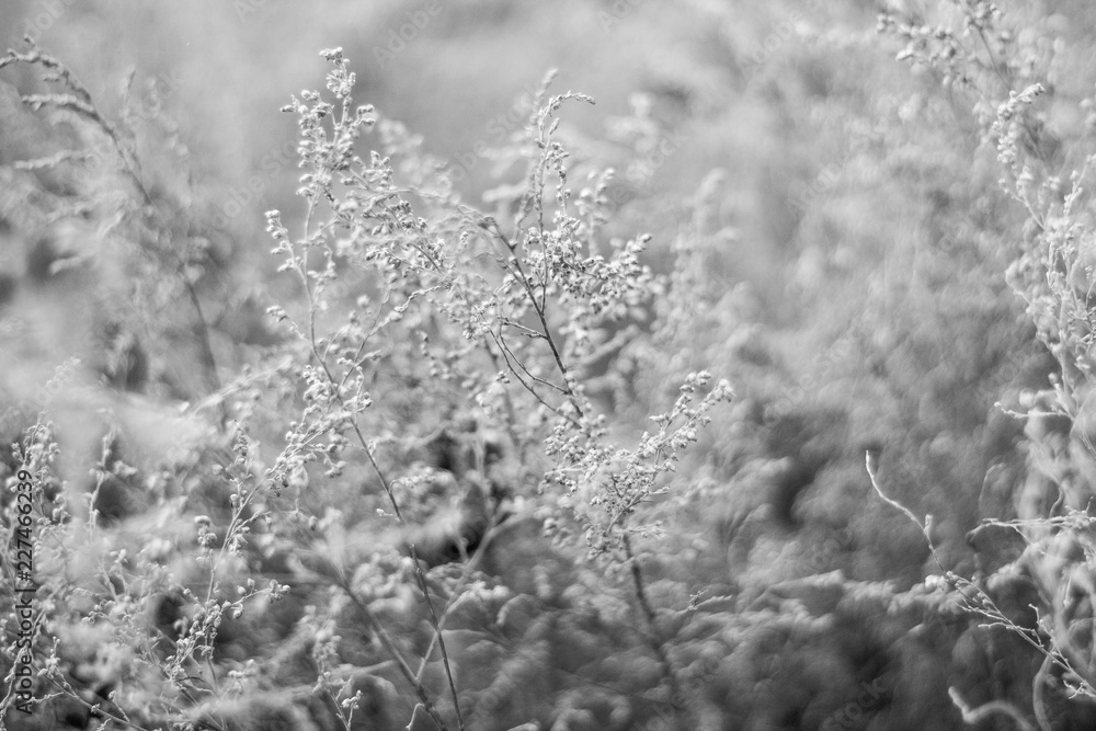 White and gray background, winter, flowers White and gray background, winter, flowers