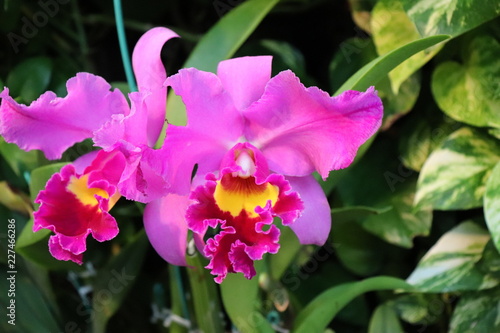 蘭の花