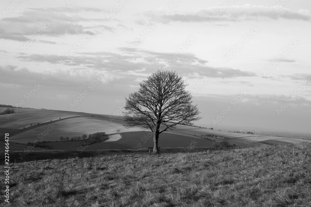 Fototapeta premium Tree