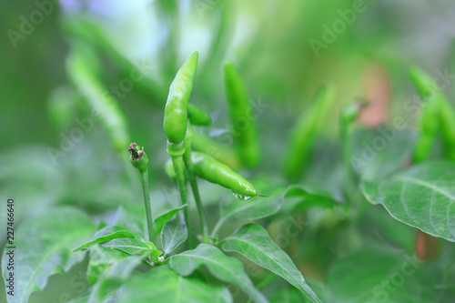 Green chilli in organic farm