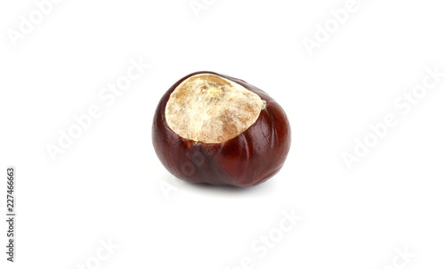 Fotografija Isolated Horsechestnut Aesculus Hippocastanum Seed