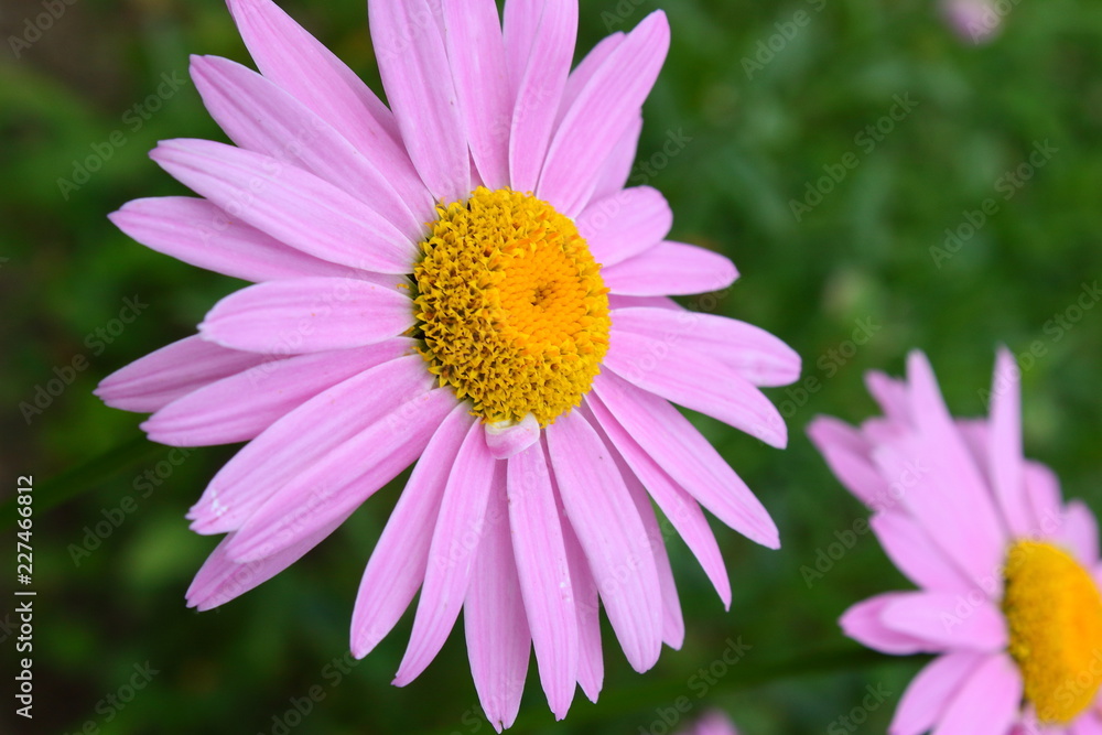 flower on green background