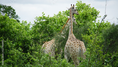 Photography couple of giraffes into the wild