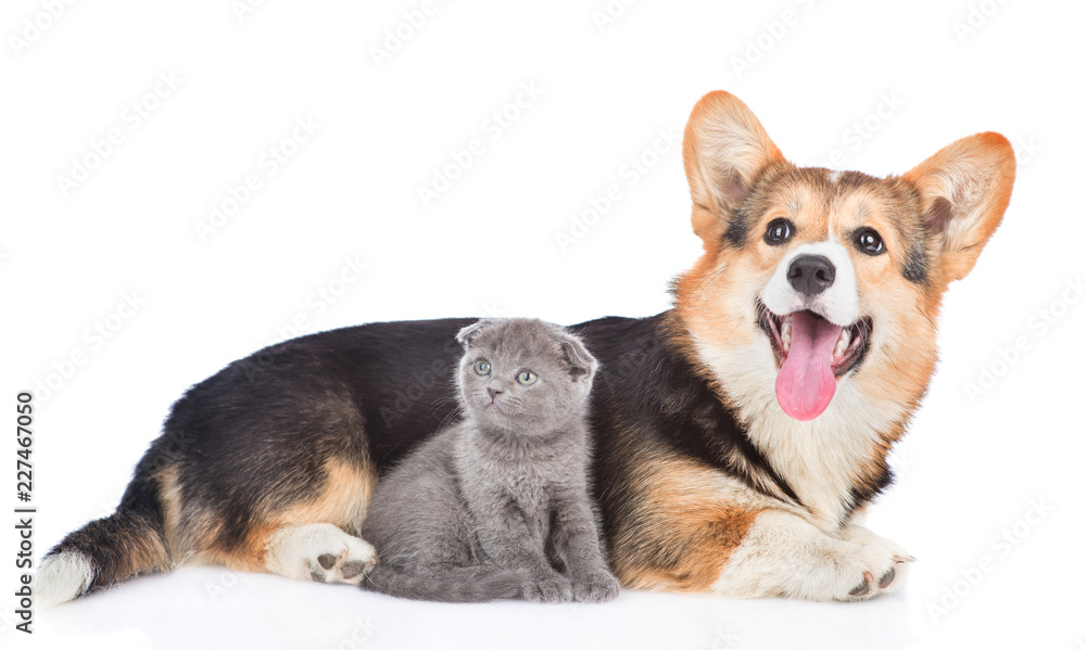 Corgi puppy with tiny kitten lying together in side view and looking up. isolated on white background