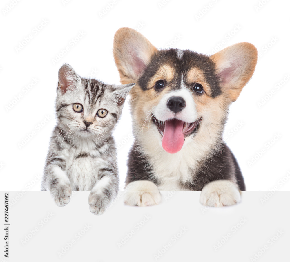 Cat and dog peeking behind empty white board. isolated on white background. Space for text