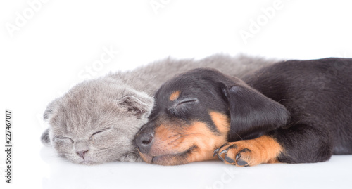 close up puppy and kitten are sleeping together.  isolated on white background © Ermolaev Alexandr