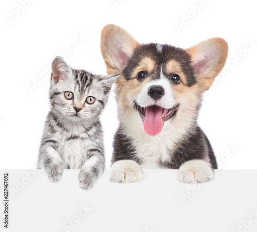 Cat and dog peeking behind empty white board. isolated on white background. Space for text