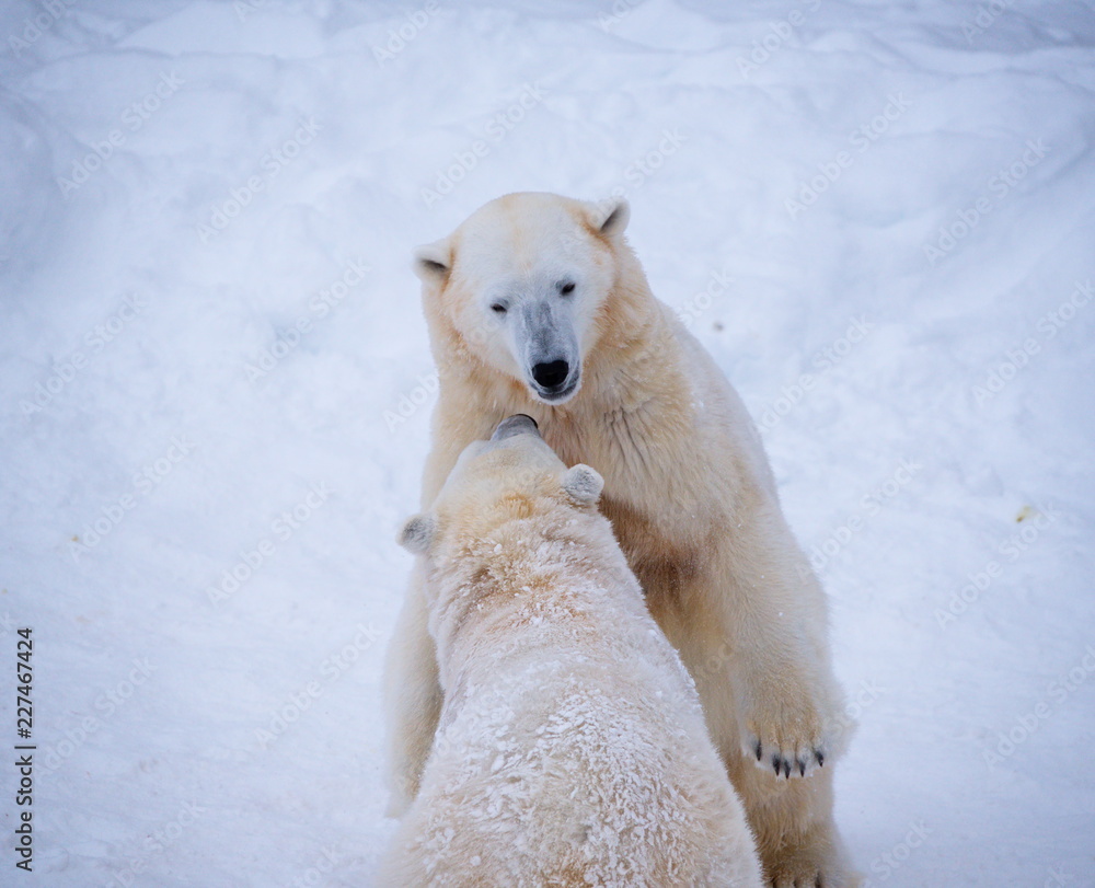 Polar bears in a zoo Polar bears in a zoo