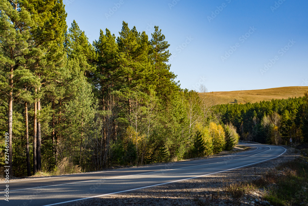 Naklejka premium road through the forest