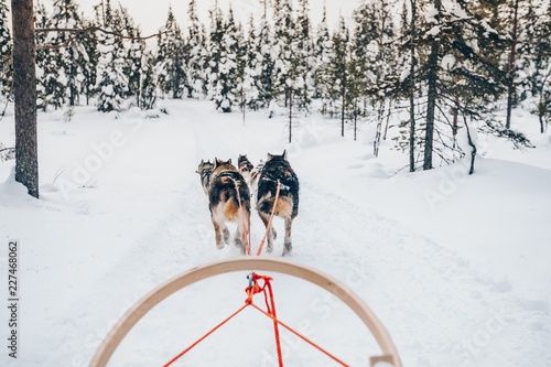 Riding husky dogs sledge in snow winter forest in Finland, Lapland