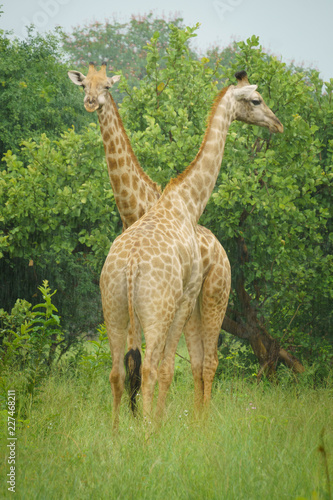 Sticker couple of giraffes in the rain in botswana