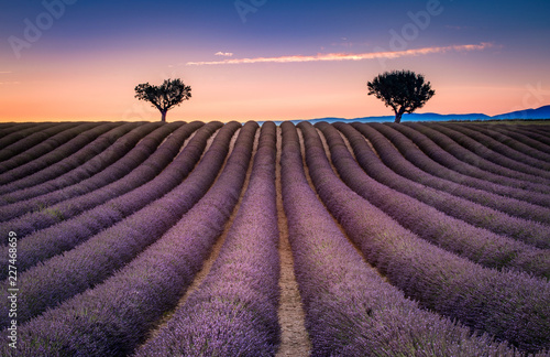 Sunrise of a lavender field blooming in Valensole, Provence France