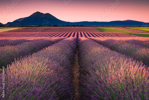 Sunset of a lavender field blooming in Valensole, Provence France