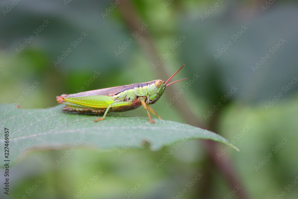 green grasshopper sitting on a sheet. green grasshopper sitting on a sheet.
