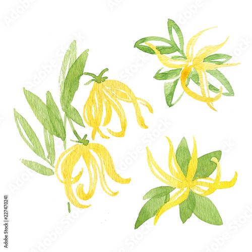 Watercolor illustration of Ylang-Ylang. Botanical Illustration. Illustration for greeting cards, invitations