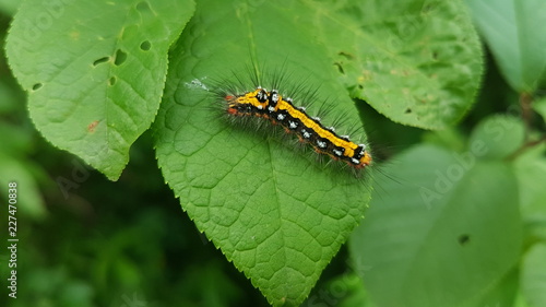 Yellow caterpillar © Артём Петрушенко