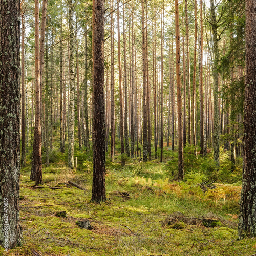 Wallpaper Mural Beautiful pine forest at sunset. Long tree trunks and ferns on the ground. Torontodigital.ca