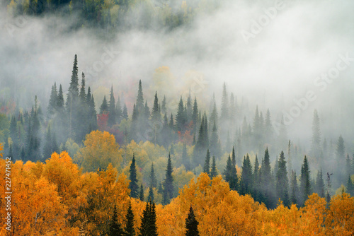 Autumn. Fog in the forest.
