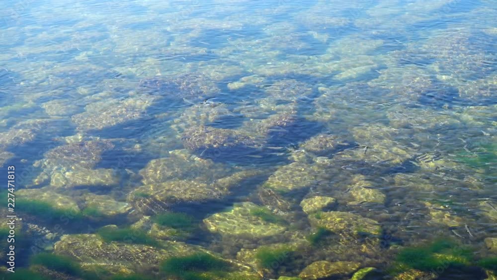 School of fishes in the sea. Fishes under water. School of fishes in the sea. Fishes under water.