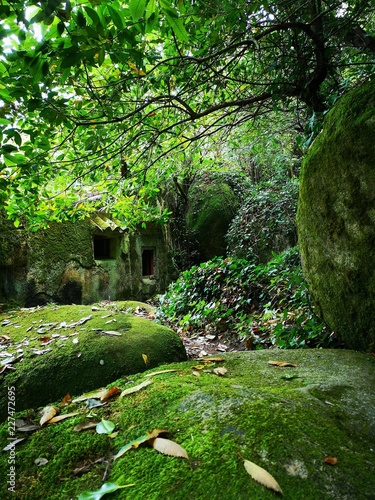  Casa en medio de la naturaleza cubierta de vegetación