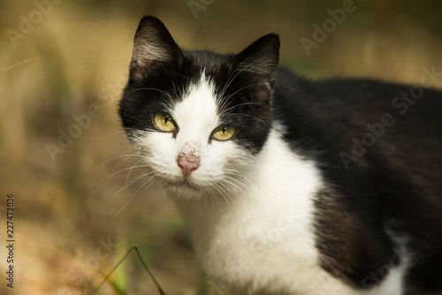 gatto randagio bianco nero