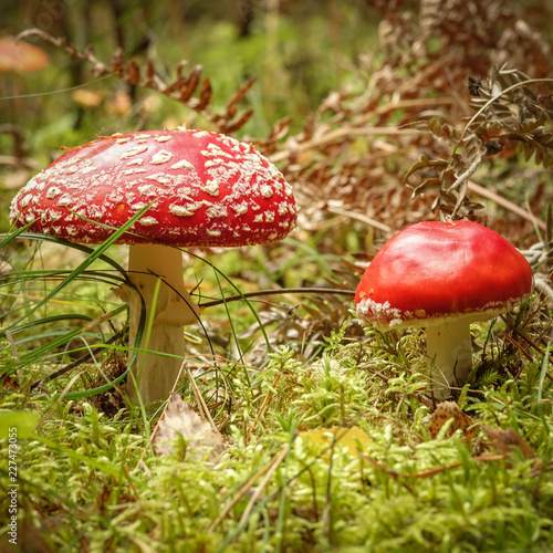 Two red beautiful agaric  m...