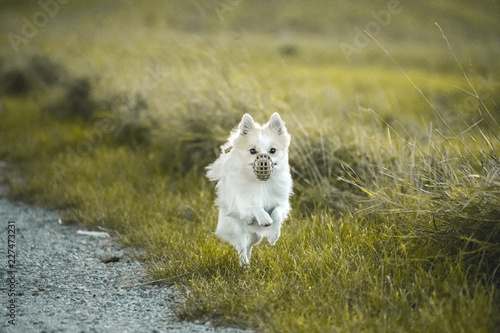 dog is running in a Field - moody look