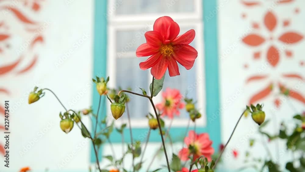 Beautiful garden flowers Beautiful garden flowers