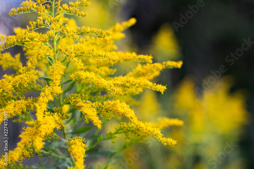 Quadro em tela An autumn evening, sunlit goldenrod on a textured background with abstract yello