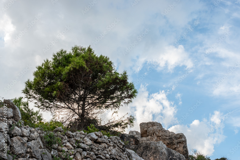 One tree with a cloudy sky background. on the rocks. Pinus halepensis, Aleppo pine, evergreen tree. Horizontal.