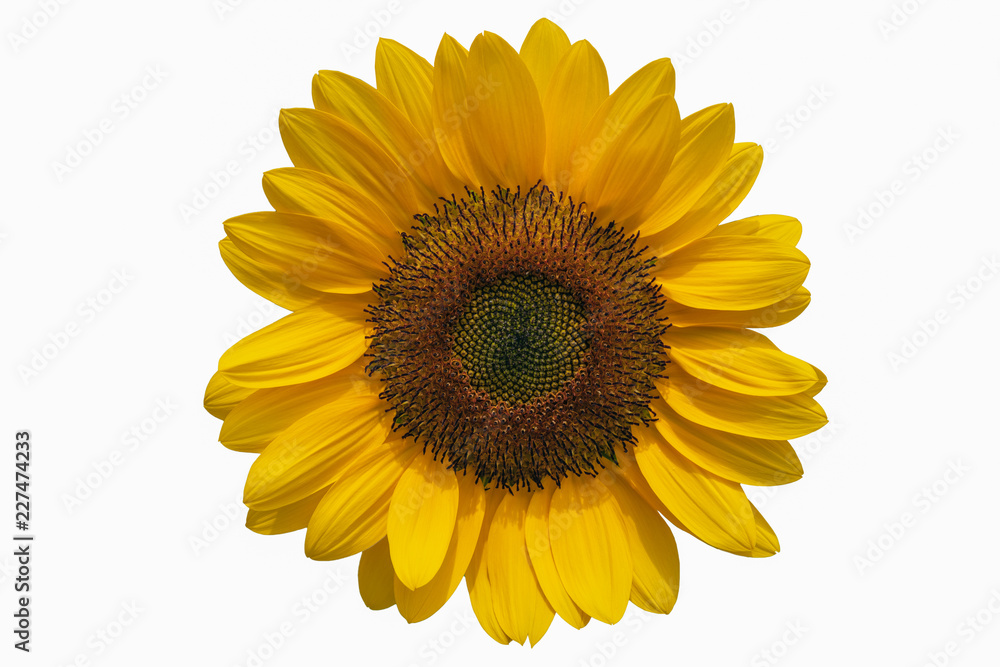 Fototapeta premium Sunflower isolated on white background