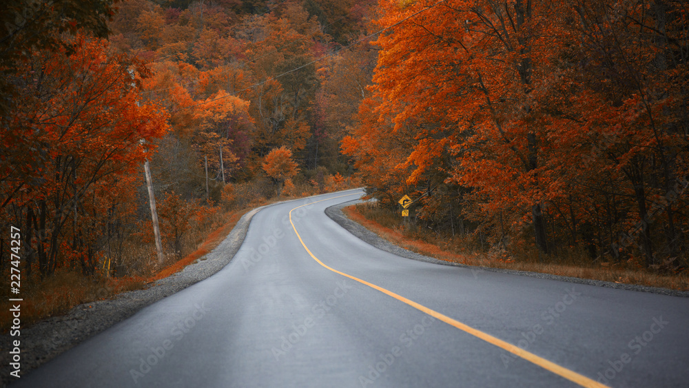Naklejka premium On the way to Muskoka, Ontario, Canada, chasing gold colours of Fall 