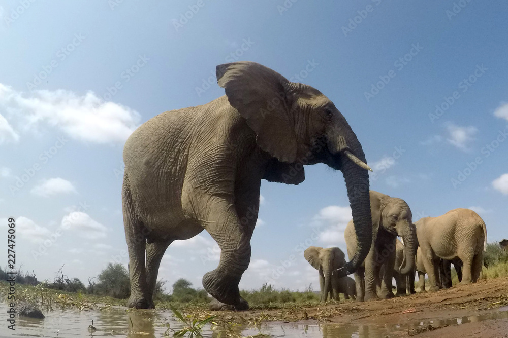 Obraz premium African Elephants 