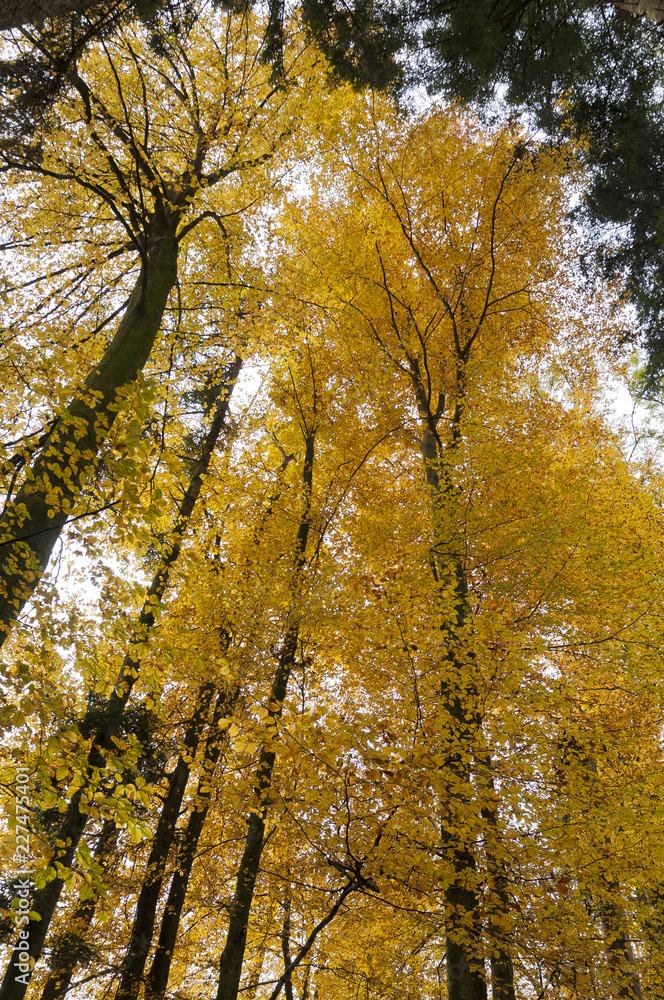Gelber Herbstwald Gelber Herbstwald
