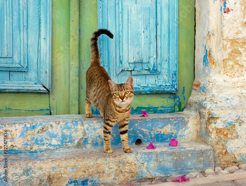 Fototapeta Naklejka Na Ścianę i Meble -  Brown tabby kitten in front of a colorful old wooden door, Rhodes, Greece