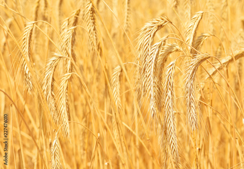 Grain field in the rural landscape