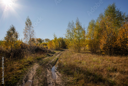 road in autumn forest