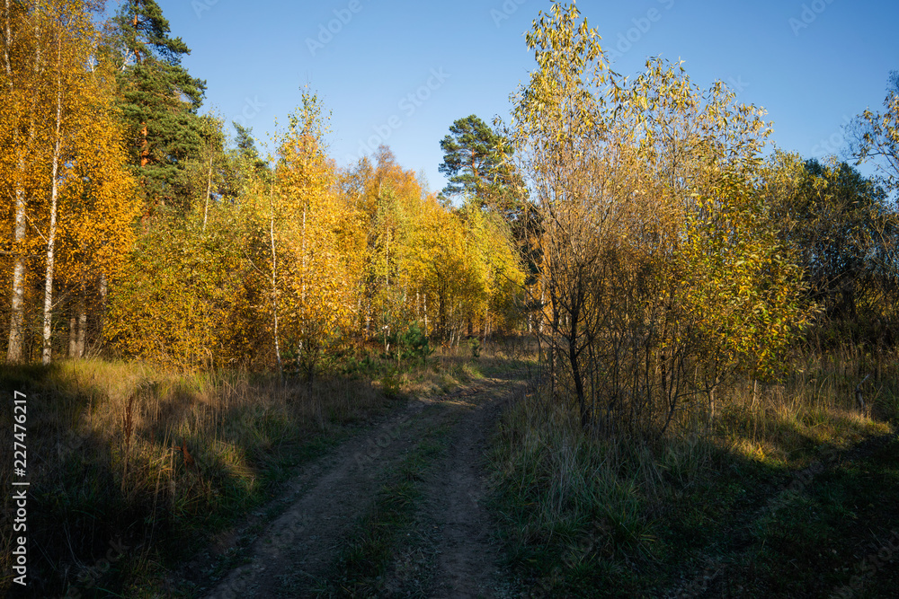 road in autumn forest