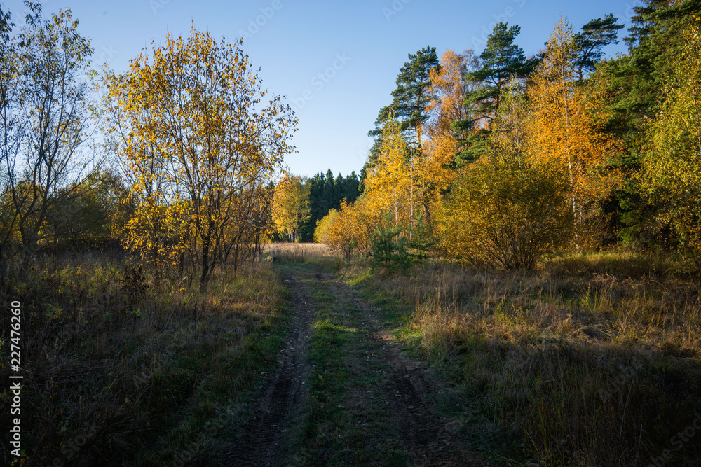 road in autumn forest