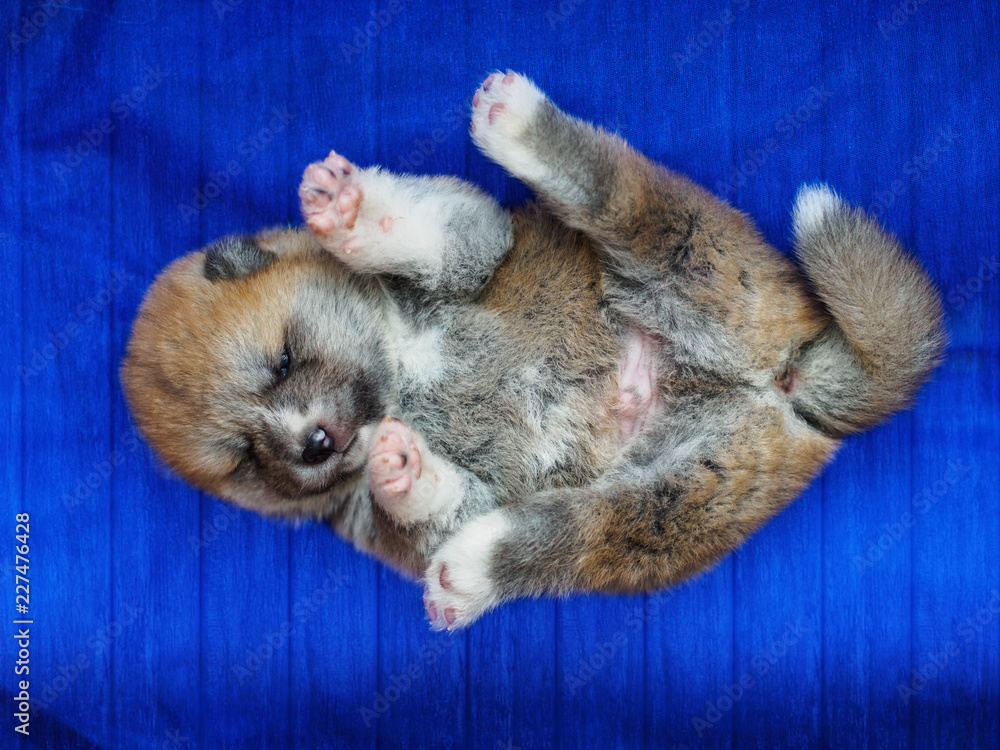 Obraz premium OLYMPUS DIGITAL CAMERA